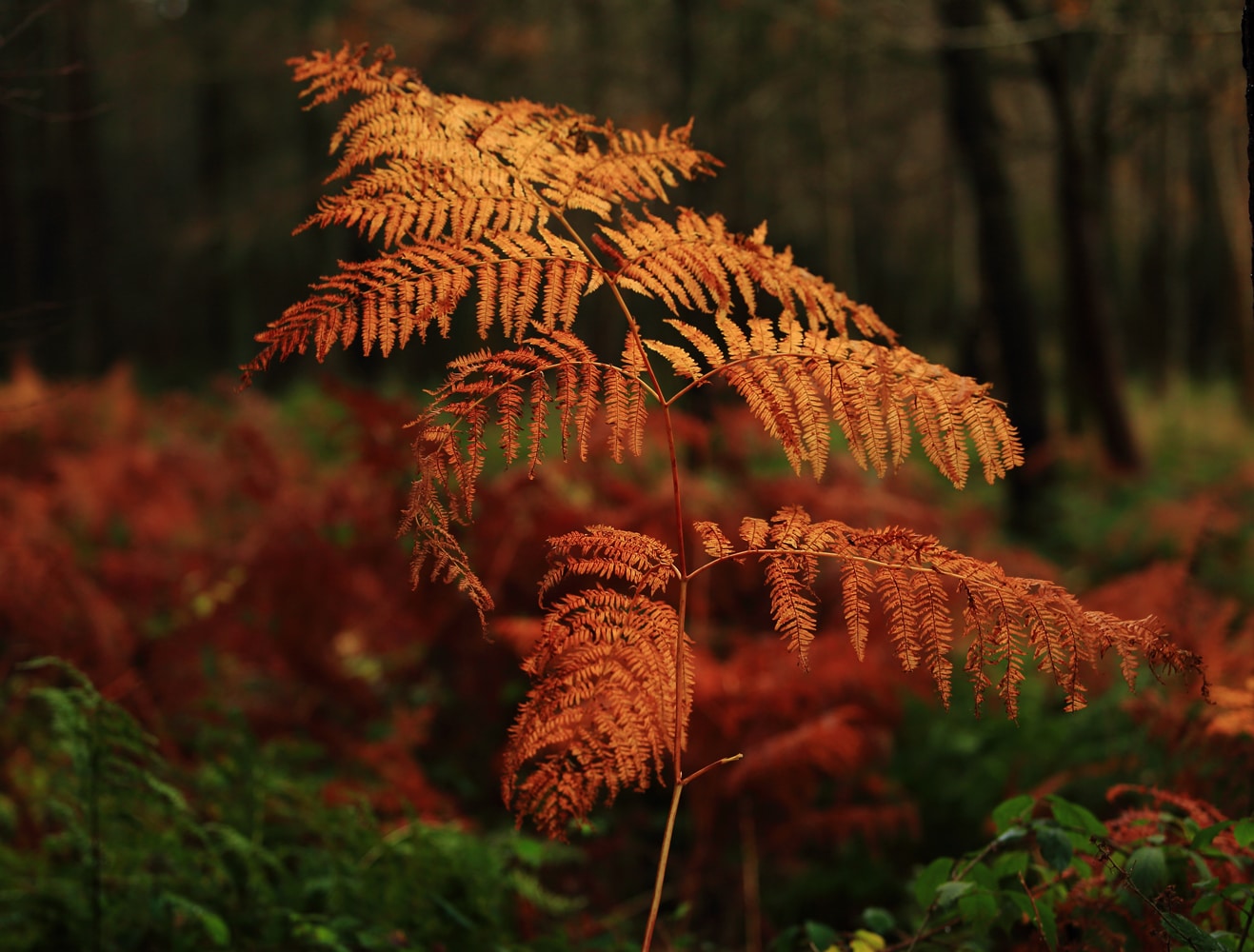 Autumn Colours Walk & Lunch