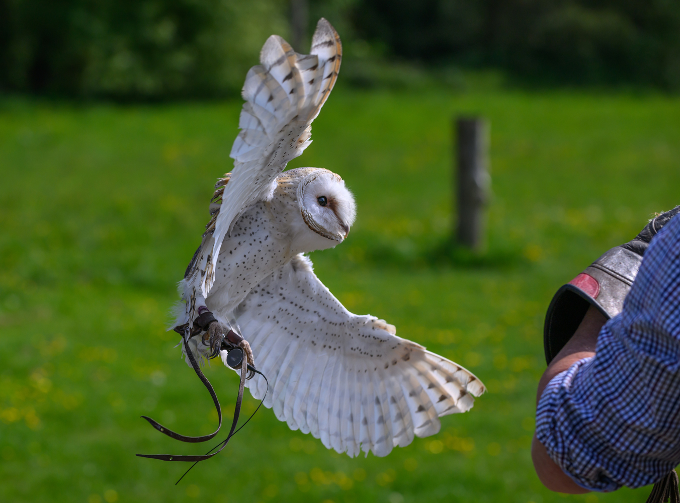 Falconry Experience & Afternoon Tea